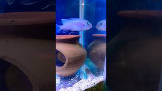 Cichlid Fish Tank cichlidfish fishtank sortfeed [upl. by Merras]