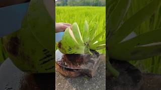 satisfying peeling coconut shorts coconut [upl. by Earehc]