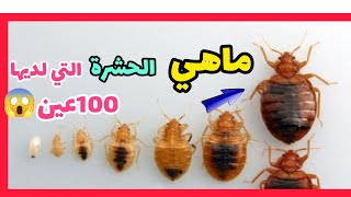 ماهي الحشرة التي لديها 100عين [upl. by Bridgid]