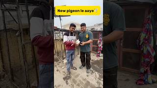 New pigeon le aaye🕊️ petlover minivlog pigeonvlogger pigeon kabutarvlog kabutar birds viral [upl. by Amehr558]