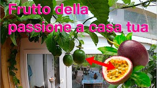 Frutto della passione a casa tua [upl. by Aneehta]