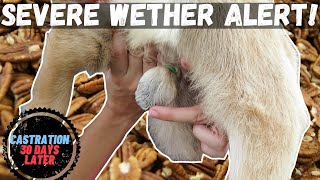 SEVERE WETHER ALERT UPDATE 30 DAYS LATER NIGERIAN DWARF CASTRATION by RUBBER BAND [upl. by Enilav]