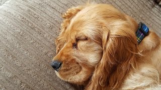 Dog Want Sleep in Owners Bed Compilation [upl. by Orson722]