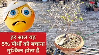 हर साल एक एक कर मरने लगते हैं सोने से भी कीमती ये 5 पौधों के नाम  Garden works gardening update [upl. by Adnomar131]