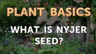 What Is Nyjer Seed [upl. by Joelie]