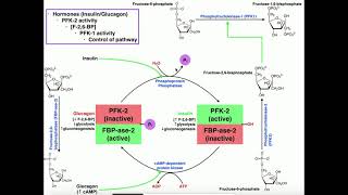 Glycolysis  Regulation of PFK1Glycolysis Via PFK2 Activity [upl. by Aiken]