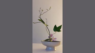 Ikebana Flower Arrangement 56 插花藝術 花藝 nghệ thuật cắm hoa 꽃꽂이 예술 flower making floral blumen [upl. by Iahcedrom]