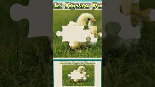 006 Chicks Animal Jigsaw Puzzle [upl. by Sergo]