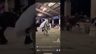 Father and Daughter on Horses Entrance 🤩🤩 quinceañeras shorts quinceañera parati yt bts [upl. by Elda]