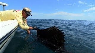 Sailfish Fishing Florida and Catching Cobia Ocean Fishing [upl. by Green379]