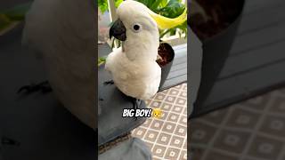 Cockatoo has Grown Real BIG this Winter bird parrot tricks shocked [upl. by Bixby]