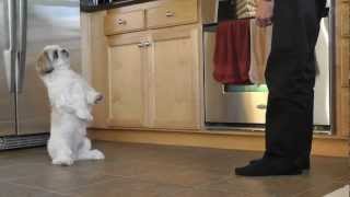 Shih Tzu Training  Coopers new trick [upl. by Annaujat]