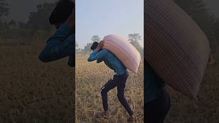 Wait for end 😅kisan dhanchurai dhan mechine funny comedy kisani khetibadi Gaon dhanchor [upl. by Robillard662]