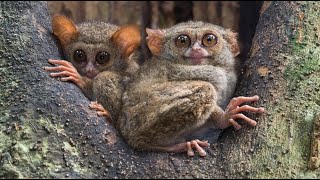 Spectral Tarsier—Also Called the Sulawesi Tarsier [upl. by Lyn704]