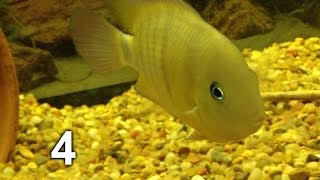 Species Info 4 Cutteri Cichlid [upl. by Maximilian]