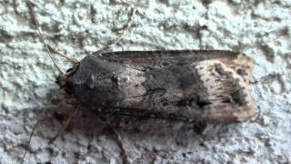 Ipsilon Dart Moth Noctuidae Agrotis ipsilon Dorsal view [upl. by Llarret]