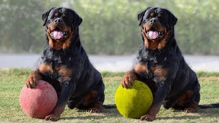 Most Amazing Facts about Rottweilers [upl. by Karlee]