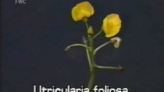 bladderwort Utricularia foliosa [upl. by Nivat]