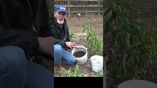 How to over winter a pepper part 1 garden hotpeppers gardening [upl. by Ldnek]