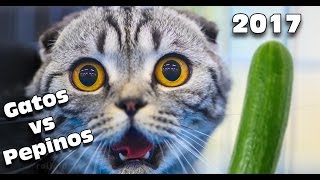 Gatos vs Pepinos 2017 SI TE RÍES PIERDES  HEY NAVI VLOG ✔ [upl. by Engdahl]