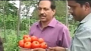 Karnataka Horticulturists develop highyielding hybrid varieties of tomatoes and peas [upl. by Andriana]