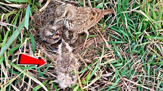 When mother lark bird reached home she got her baby out of nest ‎BirdPlusAnimals [upl. by Nylessej]