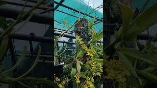 Oncidium spacelatum orchidworld oncidium nature orchidsgarden [upl. by Lyrad]