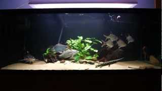 396 gallon Monsterfish tank feeding  SB RTC Lates stingray knifefish Gar [upl. by Norreht796]