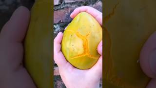 CANISTEL FRUITS satisfying shorts shortsvideo [upl. by Nicolais]