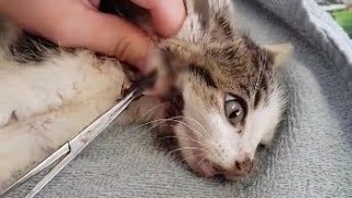 Extracting Huge Botfly From A Kittens Neck Part 3  Paws Addict [upl. by Airretal441]