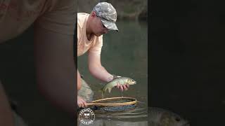 Komati River Smallscale Yellowfish fishing flyfishing nymphing catchandrelease [upl. by Wehner890]