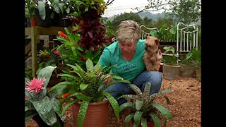 Building a Bromeliad Tower [upl. by Ahcrop]