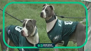 The 17th Annual Mutt Strut was held at the Philadelphia Navy Yard Sunday [upl. by Pinkham]