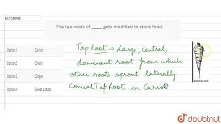 The tap roots of  gets modified to store food [upl. by Nadaba]