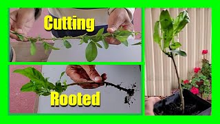 How to Propagate Night Blooming Jasmine From Cuttings  Grow Raat Ki Rani From Cutting [upl. by Akimrehs]