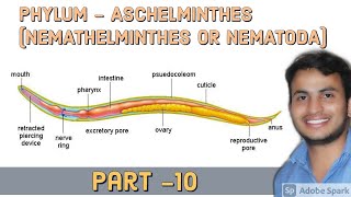 PHYLUM  ASCHELMINTHES NEMATHELMINTHES OR NEMATODA  11th biology [upl. by Orteip738]