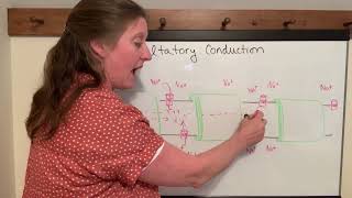 Lecture 14g Saltatory Conduction [upl. by Yvel145]