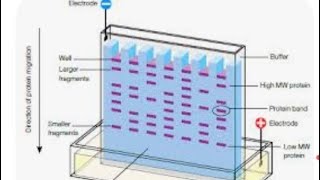 gel electrophoresis class 12 biotechnology [upl. by Havard]