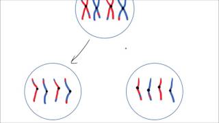 Meiosis  GCSE Science  Biology  Get To Know Science [upl. by Irpac595]