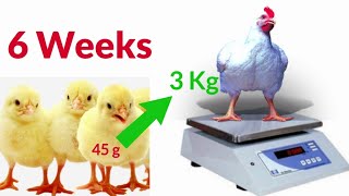 How to Grow Chickens to 3Kg in 6 Weeks [upl. by Aivul]