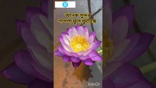 বেগুনি শাপলা Purple Lily A Burst of Floral Beauty nature flowers trending shorts video [upl. by Yelats]