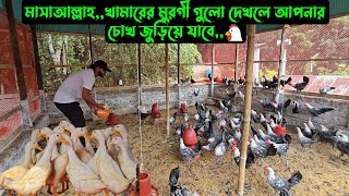 মাসাআল্লাহখামারের মুরগী গুলো দেখলে আপনার চোখ জুড়িয়ে যাবে🐓 [upl. by Nell888]