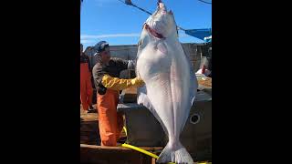 Check out one of the biggest Alaskan Halibut of 2023 alaskanhalibut halibut fishing 2023season [upl. by Claudius614]