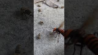 When a Giant hornet approaches Japanese honeybees prepare for a hot defensive bee ball [upl. by Annaed]