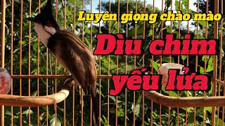 Luyện giọng CHÀO MÀO  Dìu Chim Yếu Lửa KÍCH BỔI RA BỘNG  thanhtranvt [upl. by Paten]