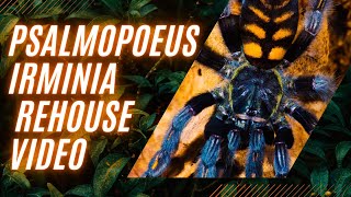 Venezuelan suntiger tarantula psalmopoeus irminia rehouse amp care [upl. by Htesil905]