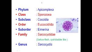 Sarcocystosis [upl. by Ortiz]