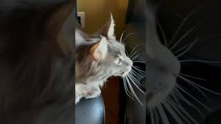 Maine Coon Cat Chattering at a Bird mainecooncat [upl. by Yurik841]