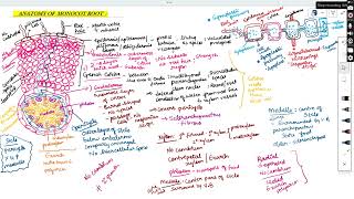 ANATOMY OF MONOCOT ROOT [upl. by Wattenberg]