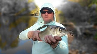 Farmington river shad fishing 4216 [upl. by Anez]